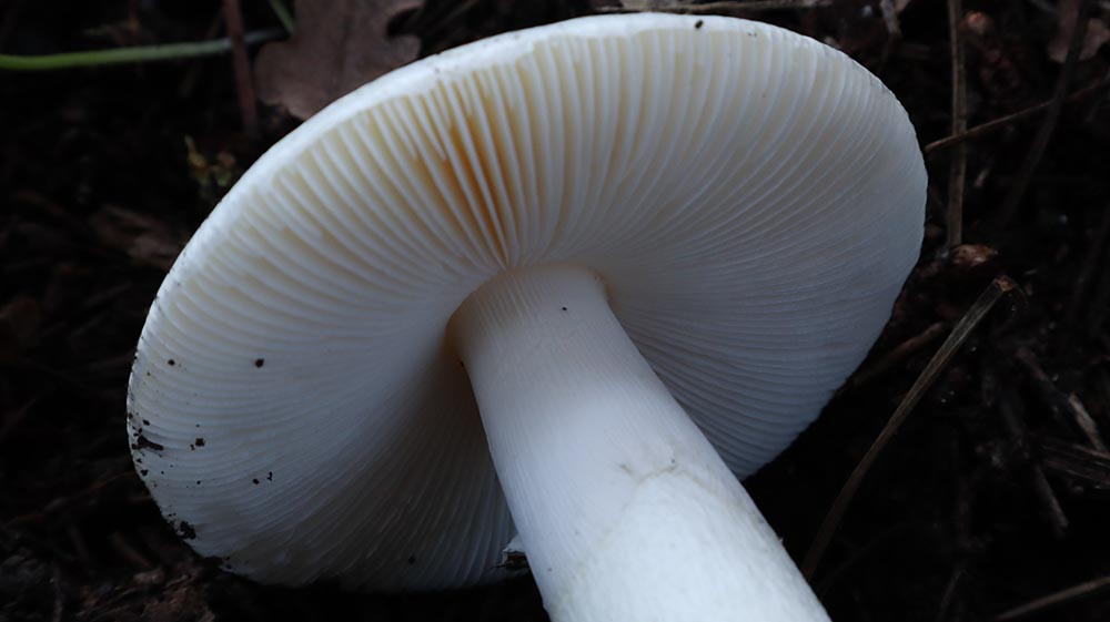 Amanita verna particolare delle lamelle