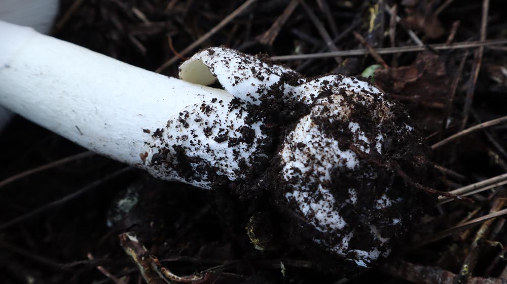 Amanita verna particolare della volva