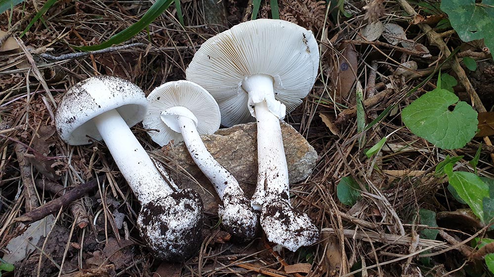 Amanita verna