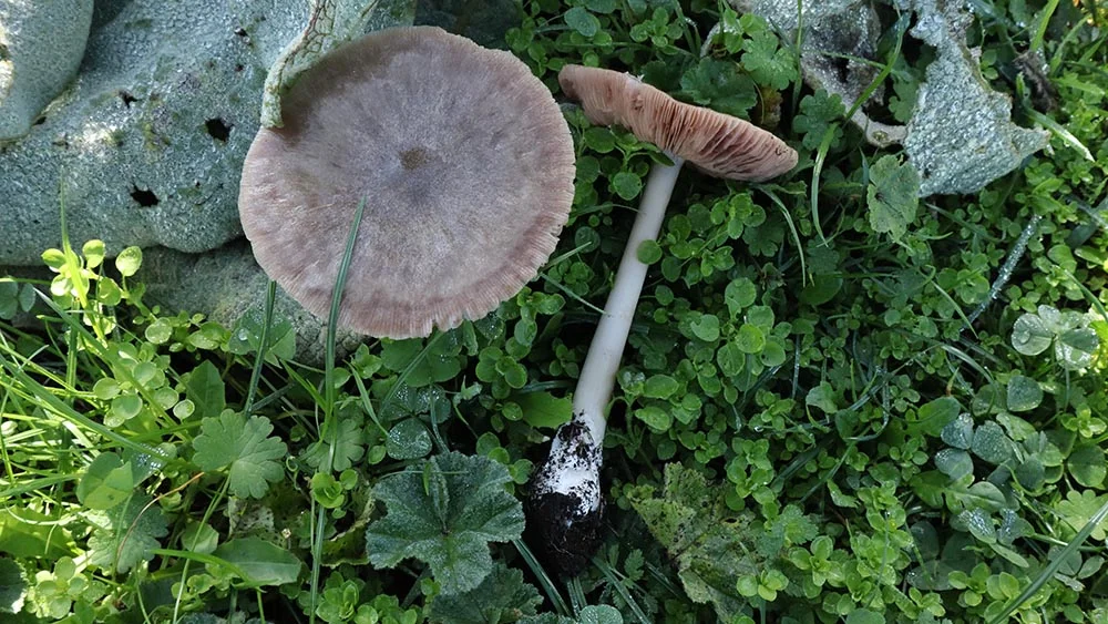 Volvopluteus gloiocephalus