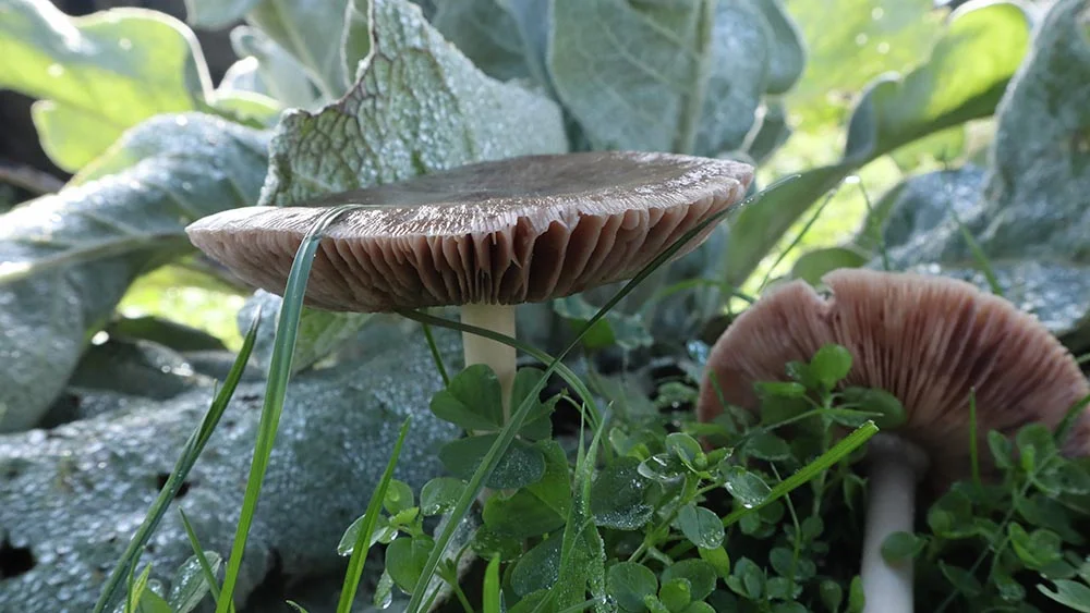 Volvopluteus gloiocephalus