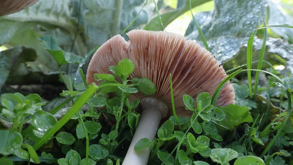Volvopluteus gloiocephalus