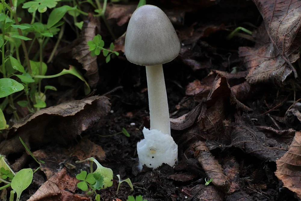 Volvopluteus gloiocephalus