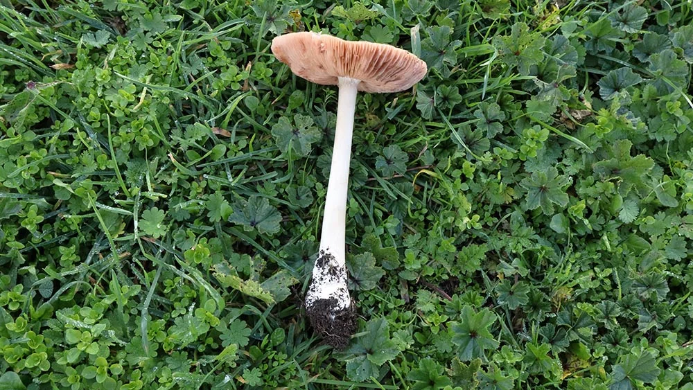 Volvopluteus gloiocephalus - Angelo Miceli