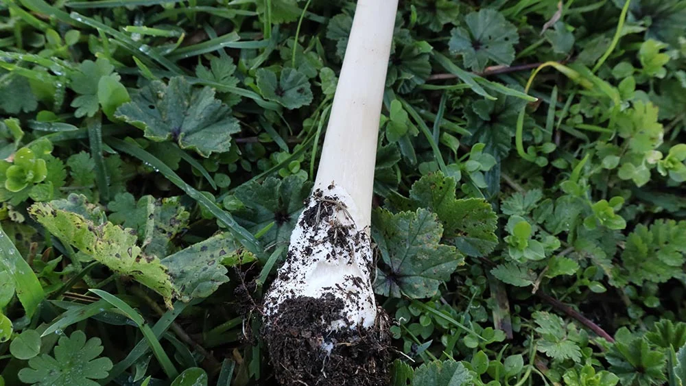 Volvopluteus gloiocephalus - Angelo Miceli