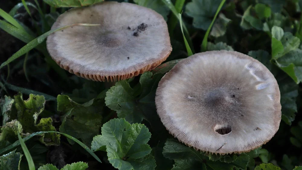 Volvopluteus gloiocephalus - Angelo Miceli