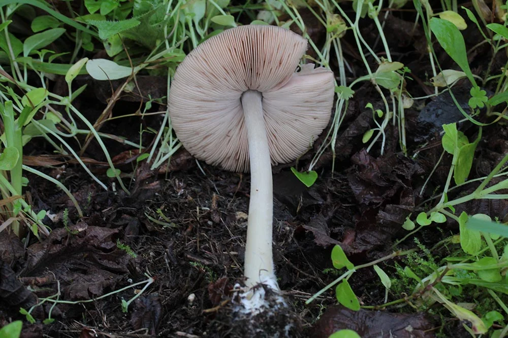 Volvopluteus gloiocephalus - Carmelo Di Vincenzo