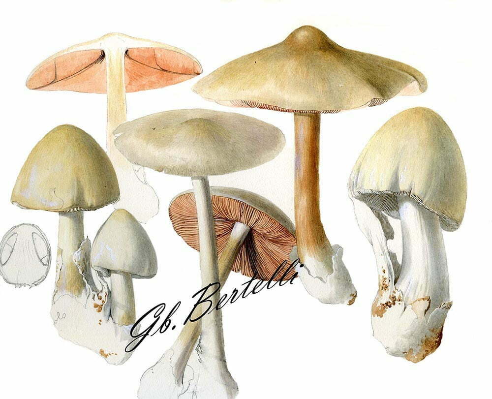 Volvopluteus gloiocephalus	Disegno Gianbattista Bertelli