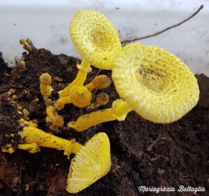 Leucoprinus flos-sulphuris, giovani esemplari – Foto Mariagrazia Battaglia