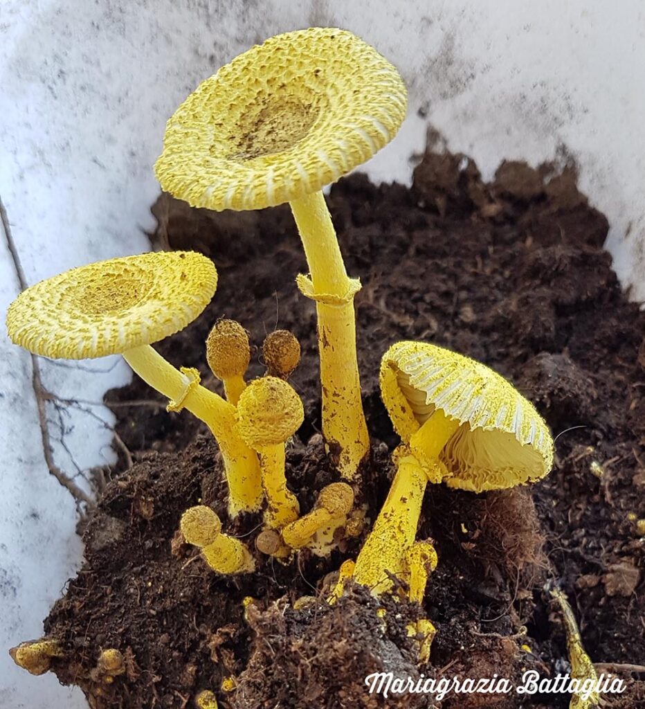 Leucoprinus flos-sulphuris, giovani esemplari – Foto Mariagrazia Battaglia