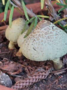 Leucocoprinus fragilissimus, esemplari maturi – Foto Enzo Puglisi