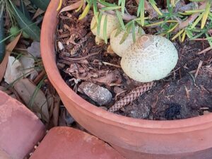 Leucocoprinus fragilissimus, esemplari maturi – Foto Enzo Puglisi