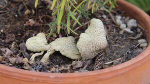 Leucocoprinus flos-sulphuris, esemplari molto maturi – Foto Angelo Miceli