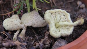 Leucocoprinus flos-sulphuris, esemplari molto maturi – Foto Angelo Miceli