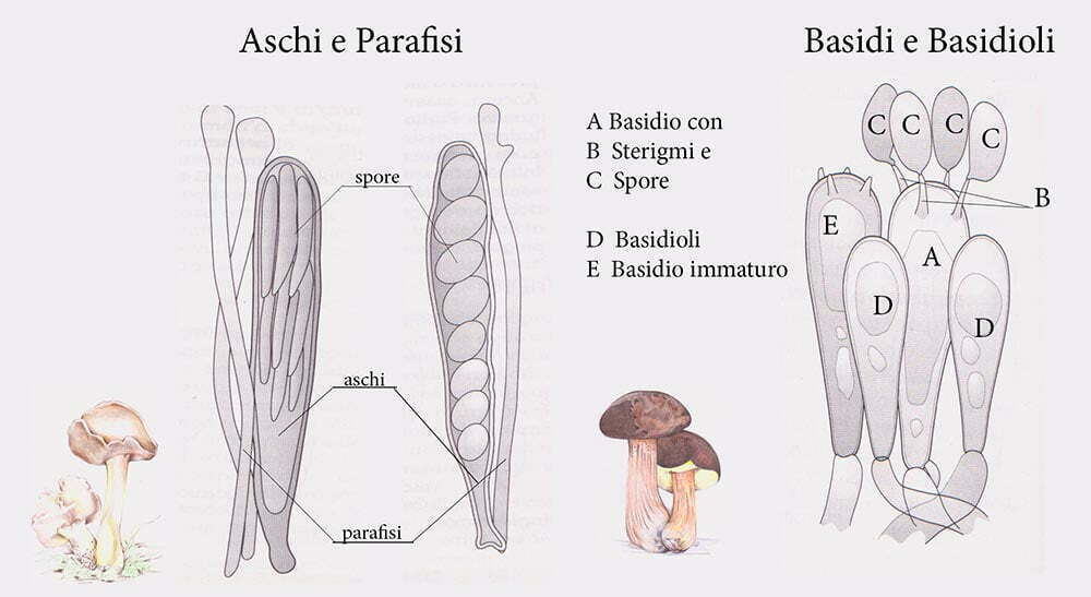 Tavola n.1 - Aschi e Basidi	 Disegno: Rosa Carbonaro