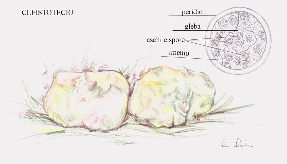 Tavola n. 5 - Cleistotecio  Disegno Rosa Carbonaro