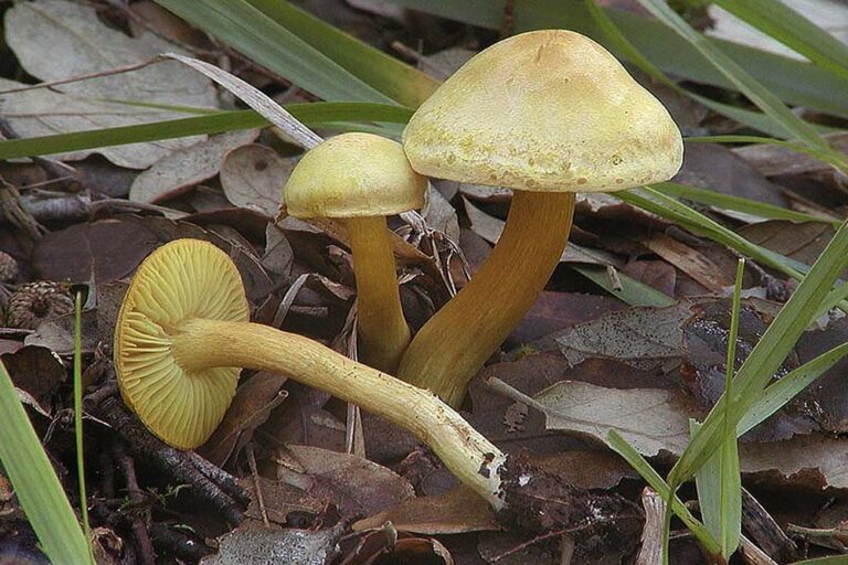 Tricholoma sulphureum Foto Antonio Contin