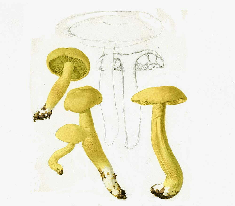 Tricholoma sulphureum – Tavola  incompiuta di Giambattista Bertelli