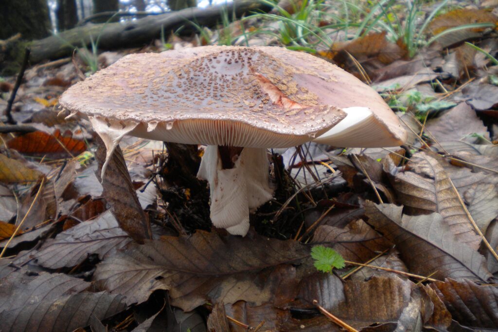 Amanita rubescens