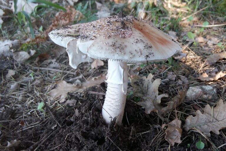 Amanita rubescens