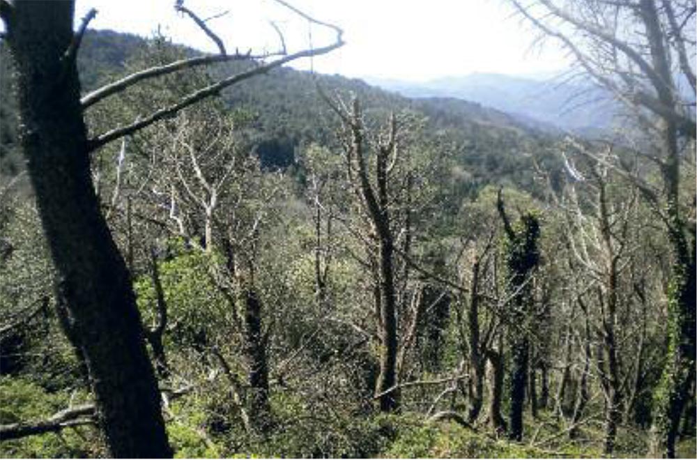 Foto n. 6: I medesimi luoghi della foto n. 5 completamente boscati. Il rudere militare e la Caserma forestale non sono più visibili.