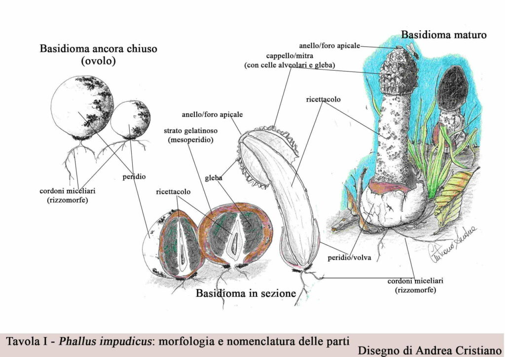 Phallus impudicus Disegno Andrea Cristiano