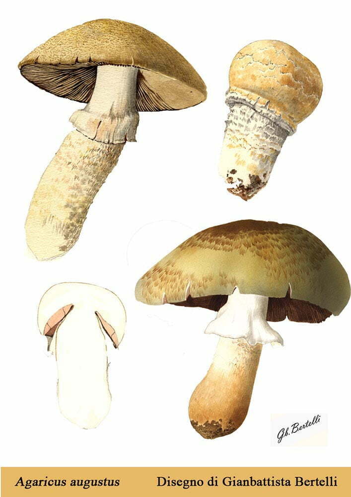 Agaricus augustus