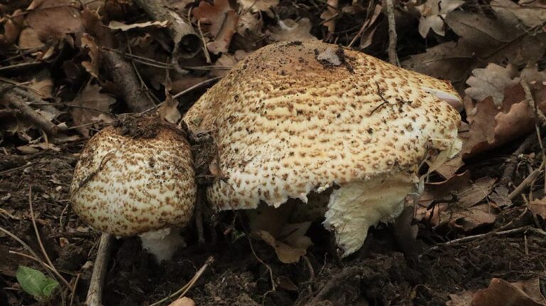 Agaricus augustus