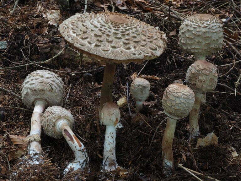 Macrolepiota rhacodes (Vittad.) Singer (1951)