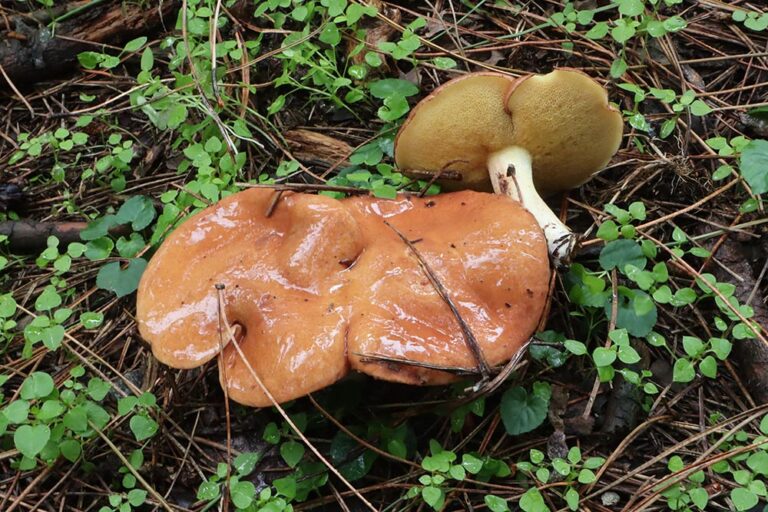 Suillus granulatus Foto Angelo Miceli