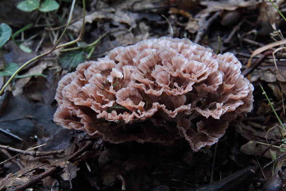 Podoscypha multizonata (Berk. & Broome) Pat. (1928)