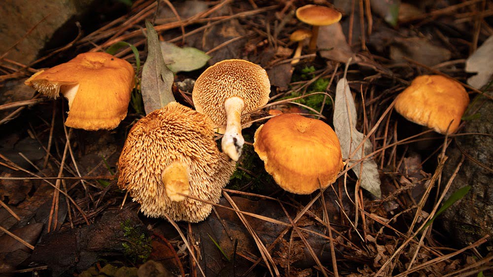 Hydnum rufescens Foto Angelo Miceli
