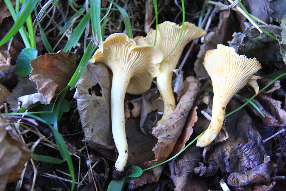 Cantharellus cibarius Foto Angelo Miceli