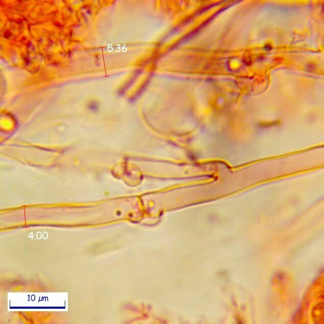 P. multizonata: Ife generatrici con giunti a fibbia