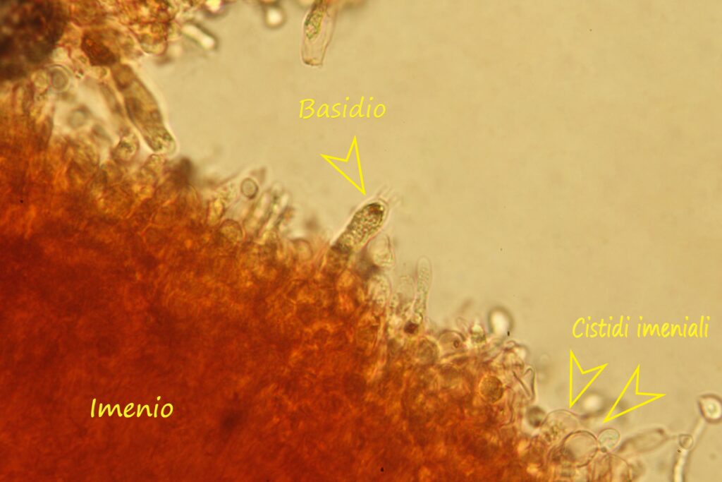 Hydnum repandum – Imenio Foto Carmelo Di Vincenzo