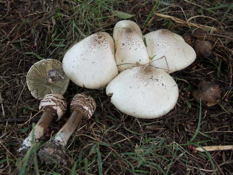 Chlorophyllum molybdites