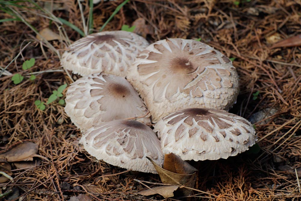 Chlorophyllum brunneum 