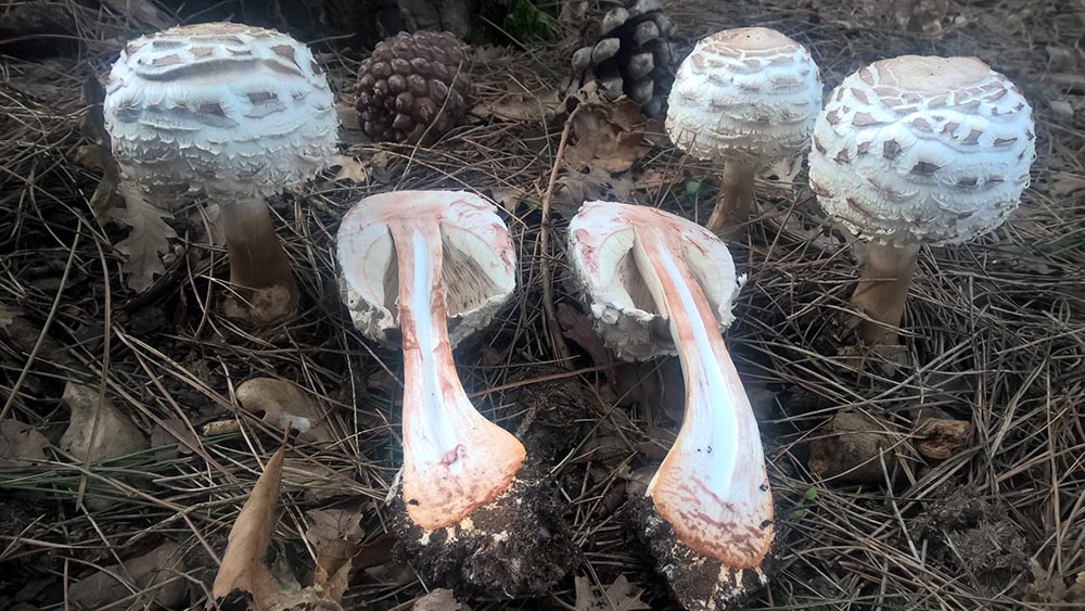 Chlorophyllum rhacodes – Foto Nino Fiocco