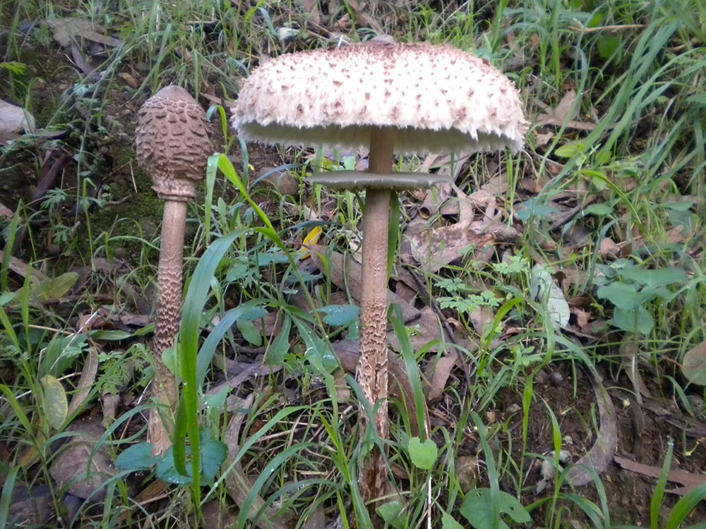 Macrolepiota procera – Foto Angelo Miceli