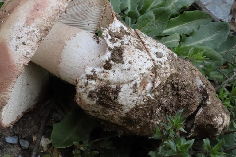 Amanita ponderosa