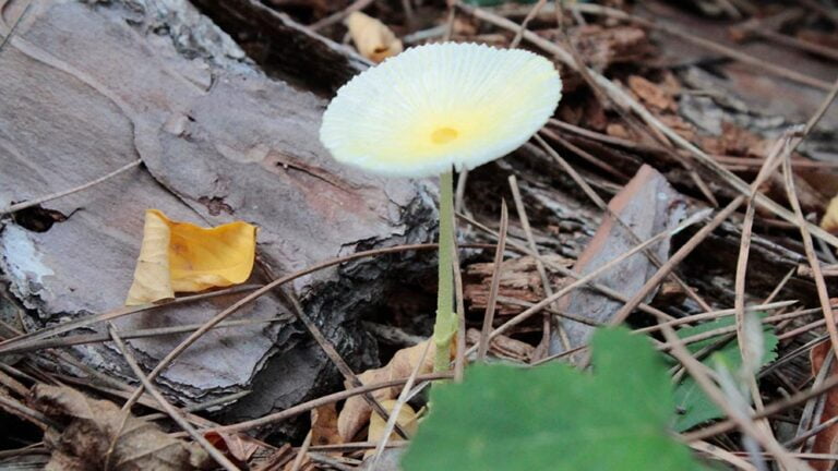 Leucocoprinus fragilissimus