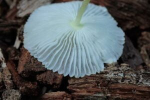 Leucocoprinus fragilissimus