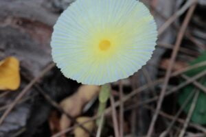 Leucocoprinus fragilissimus